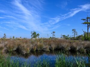 Marsh from the Live Oak Point Trail