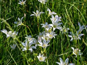 Rain lilies in Mackay Island National Wildlife Refuge