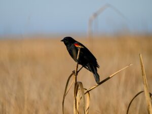 Red-winged blackbird in Mackay Island National Wildlife Refuge