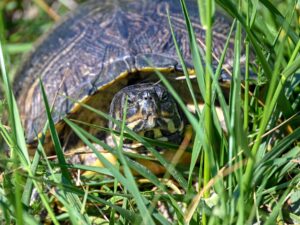 Yellow-bellied slider along the Live Oak Point Trail