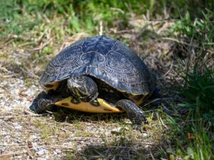 Yellow-bellied slider on the Great Marsh Trail