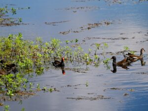 Common gallinules in the lake