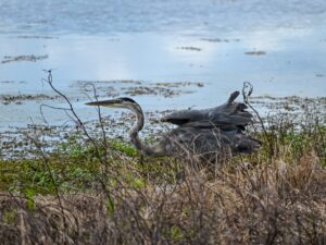 Great blue heron along Reed Bingham Lake