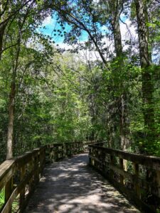 Little River Trail boardwalk