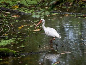 White ibis in Reed Bingham State Park