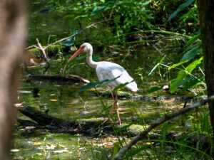 White ibis in the swamp